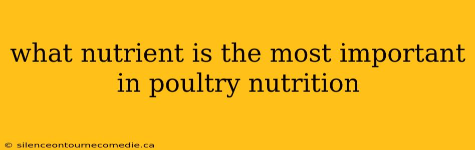 what nutrient is the most important in poultry nutrition