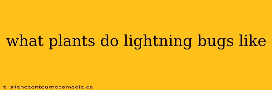 what plants do lightning bugs like