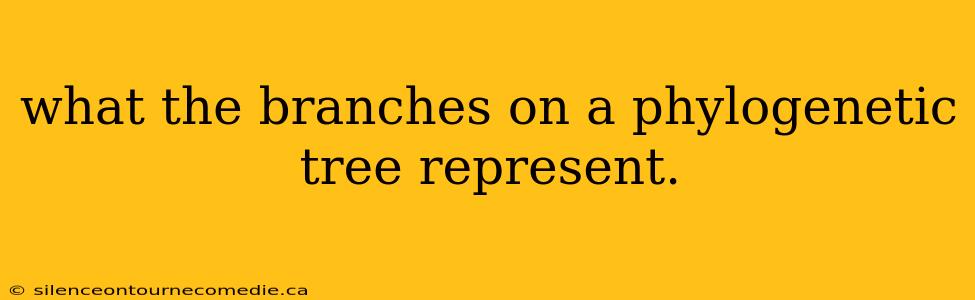 what the branches on a phylogenetic tree represent.