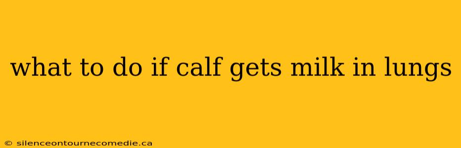 what to do if calf gets milk in lungs