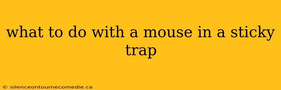 what to do with a mouse in a sticky trap