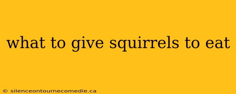 what to give squirrels to eat