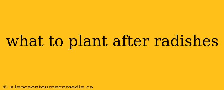 what to plant after radishes