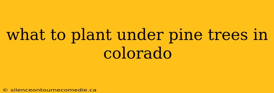 what to plant under pine trees in colorado