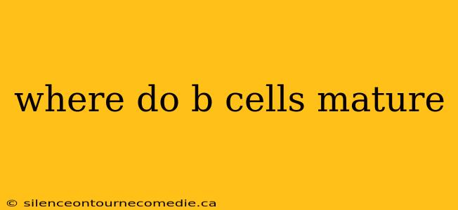 where do b cells mature
