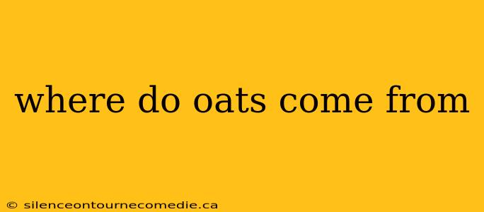 where do oats come from