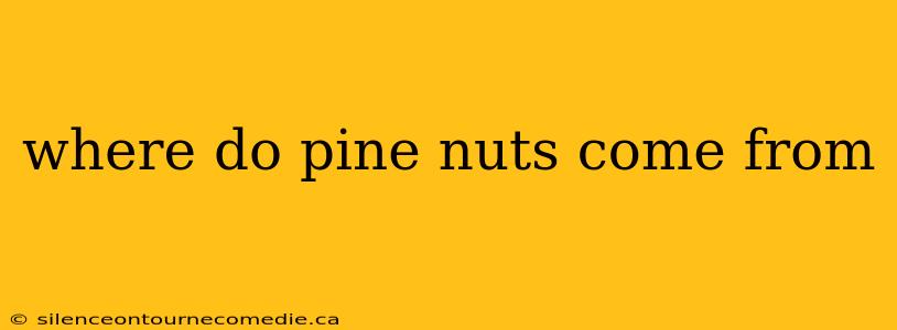 where do pine nuts come from