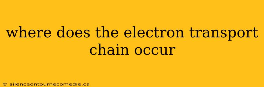 where does the electron transport chain occur