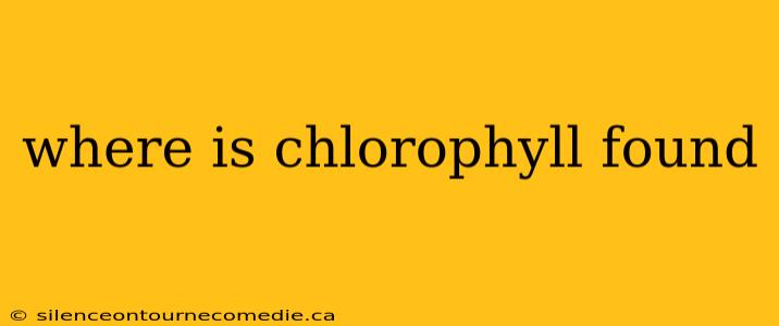 where is chlorophyll found