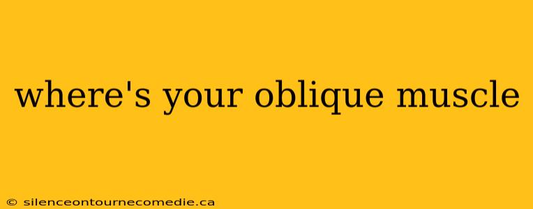 where's your oblique muscle