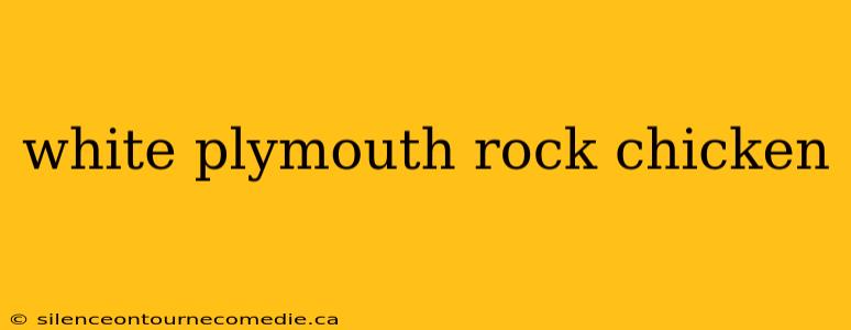 white plymouth rock chicken