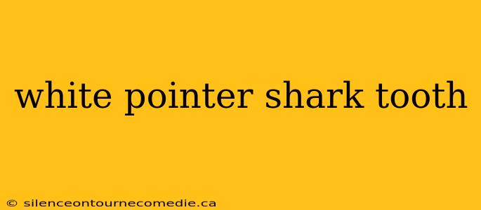 white pointer shark tooth