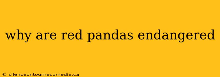 why are red pandas endangered