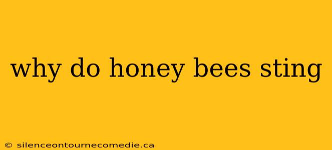 why do honey bees sting